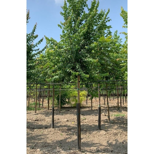 Tridentlönn - Acer buergerianum - Stammens omkrets 14-16 cm, höjd 3,5-4 meter, HS,